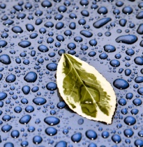 Quelle: www.piqs.de © Fotograf: Brian Snelson – Titel: Leaf on my car