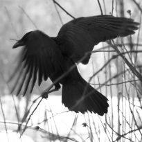 Quelle_www.piqs.de_Fotograf_Barbara_Willi_Titel_black_bird