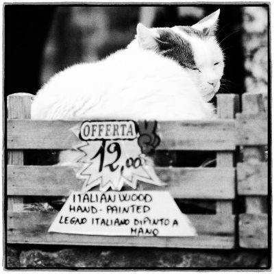 Interim_Management_Blog_Foto_Juergen_Becker_Katze_doesend_Vernazza_2018