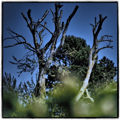 Inte-rim_Management_Blog_Foto_Juergen_Becker_Toter_Baum_mit_einem_lebenden_Ast_Sylt_2019